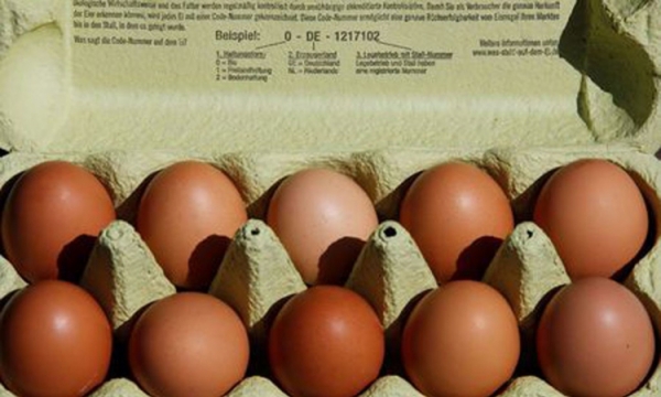 Hà Lan: Thu hồi nhiều triệu quả trứng gà nhiễm độc